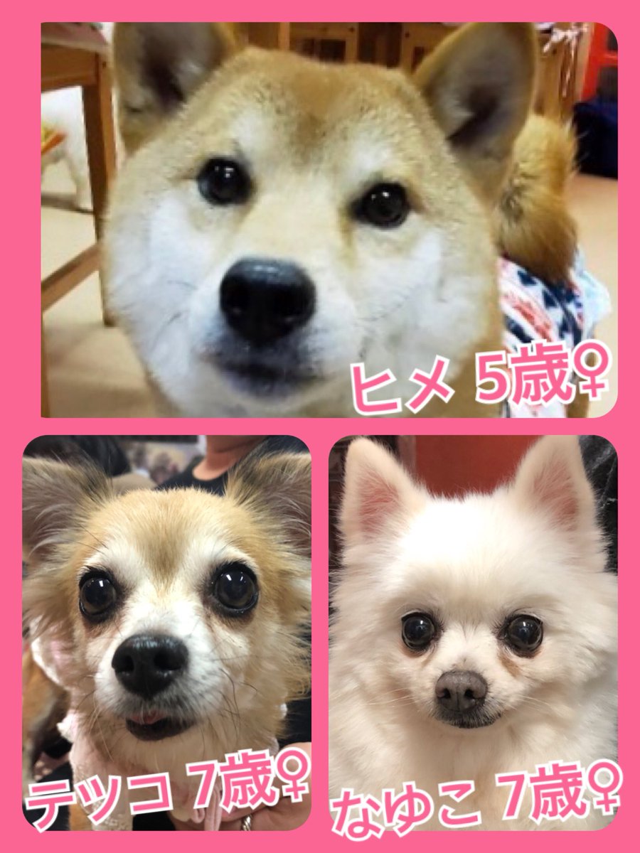 🐾今日の里親様募集中ワンコ🐶メンバーです🐾2020,2,10